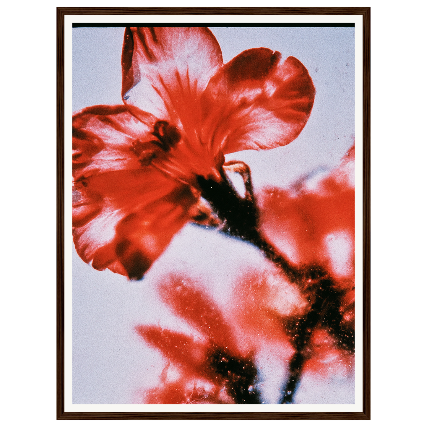 Wild Fire — s1_framed_dark_wood