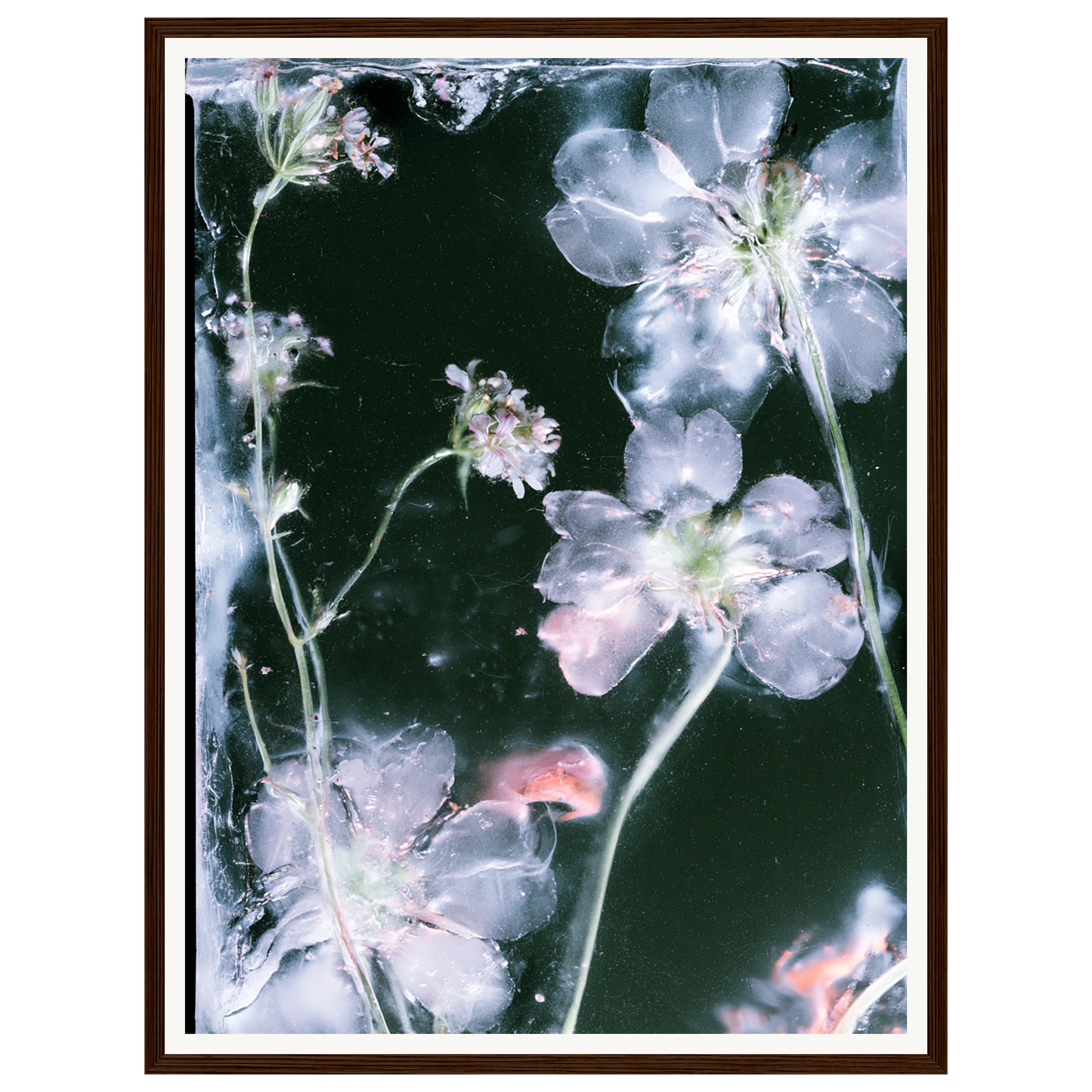 Midnight Bloom — s1_framed_dark_wood