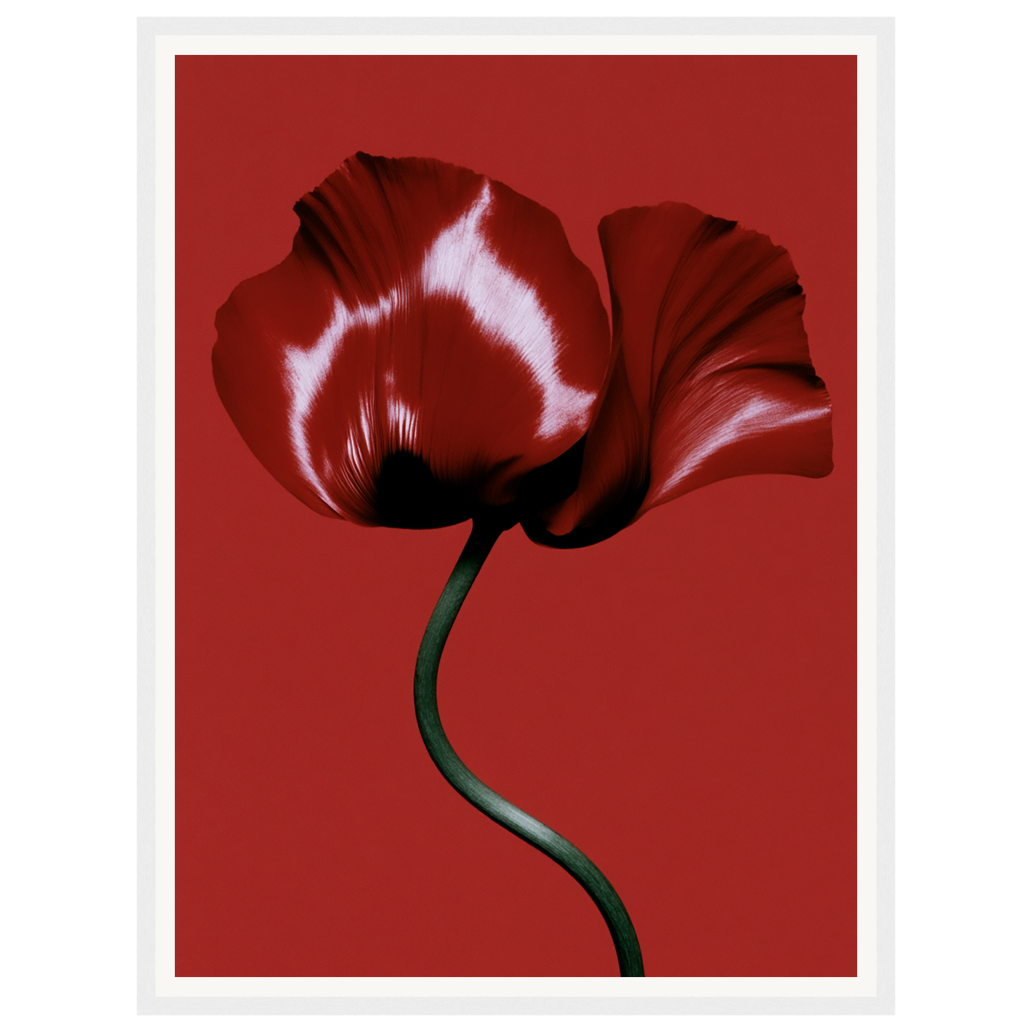 Velvet Poppy — s1_framed_white