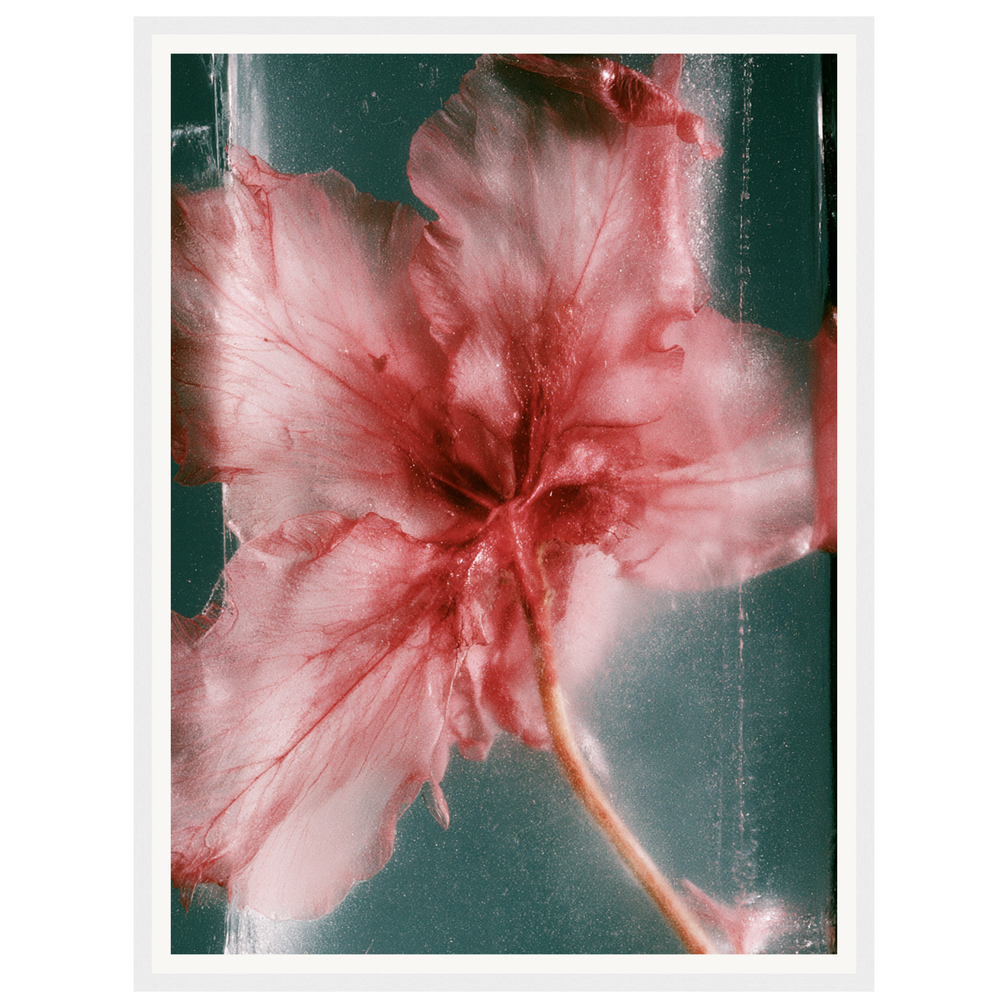 Wild Heart — s1_framed_white