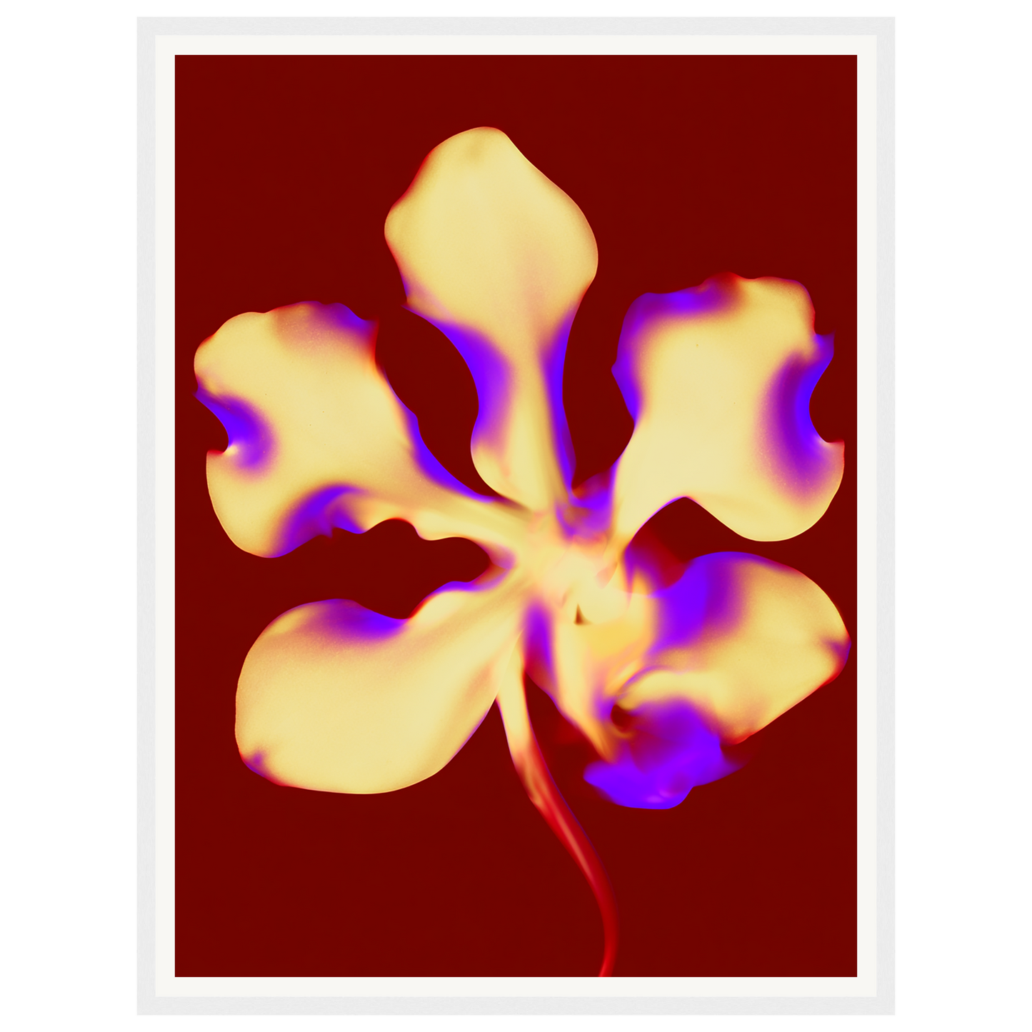 Golden Petal — s1_framed_white