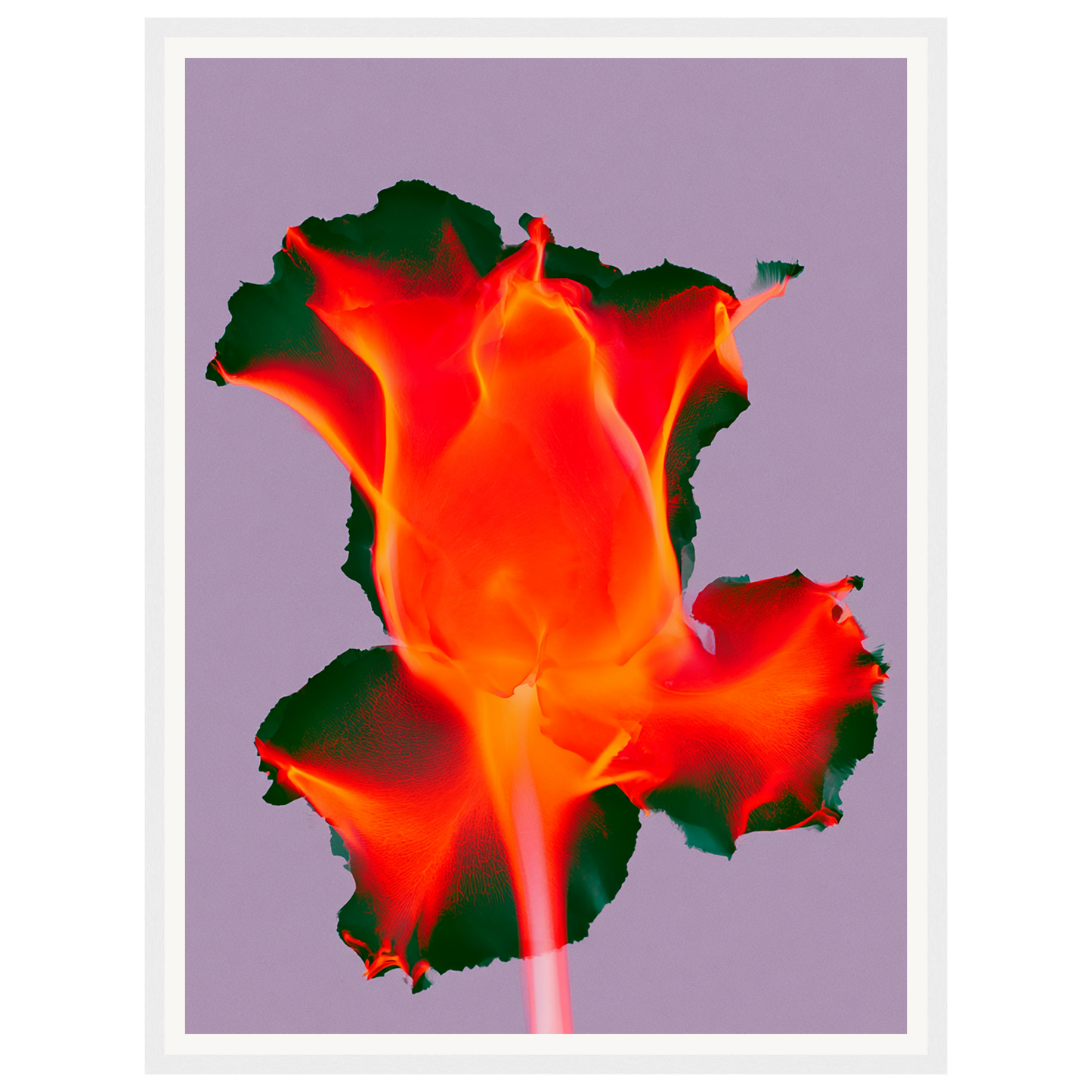 Ruby Glow — s1_framed_white
