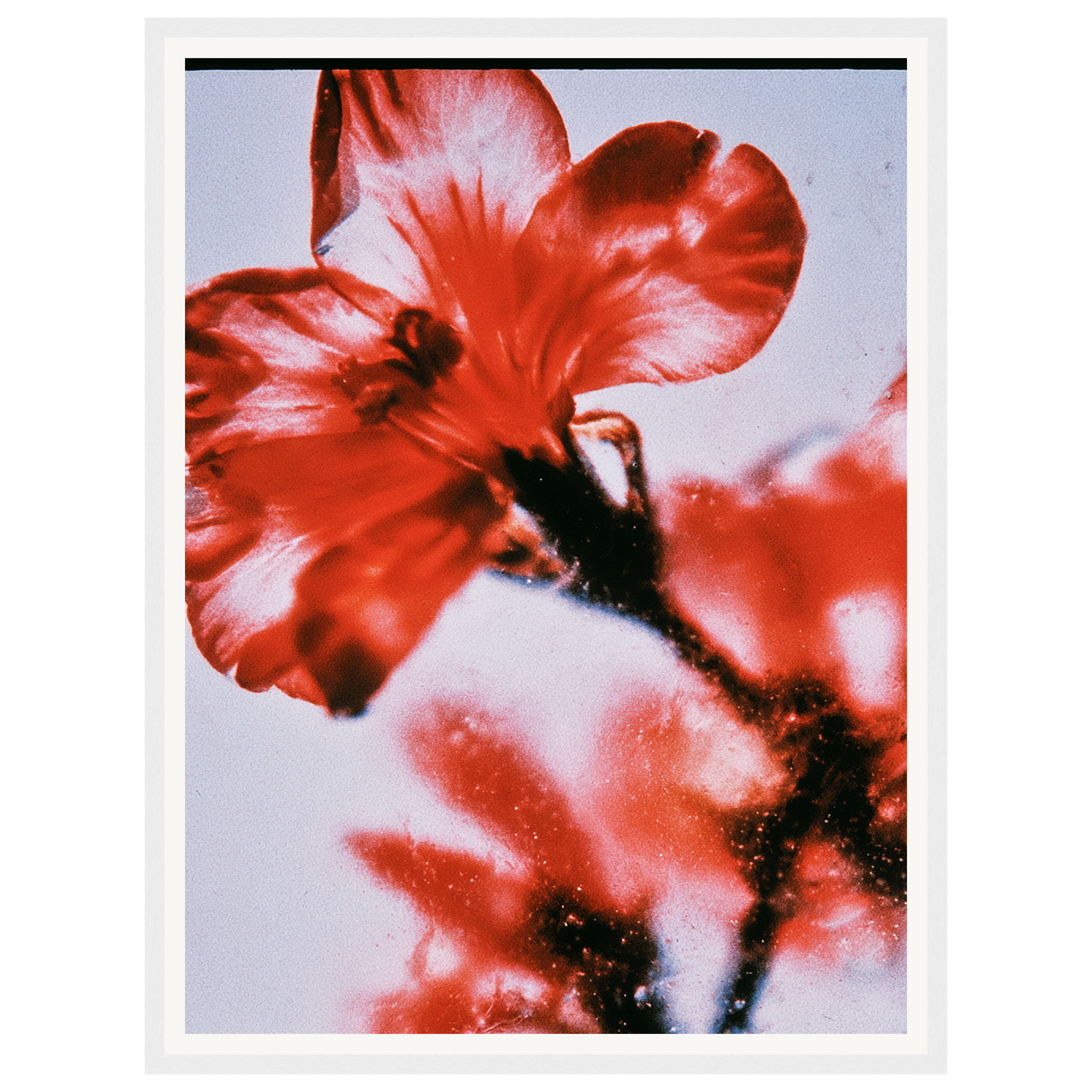 Wild Fire — s1_framed_white