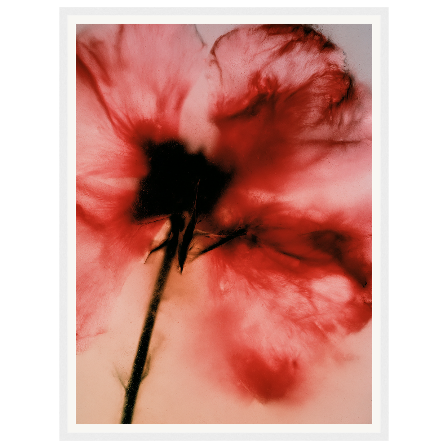 Crimson Whisper — s1_framed_white
