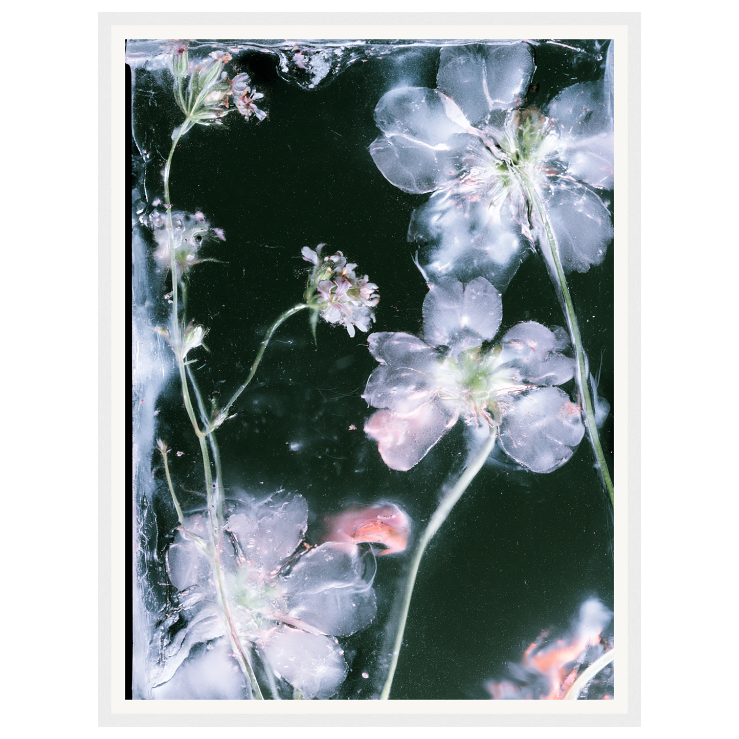 Midnight Bloom — s1_framed_white