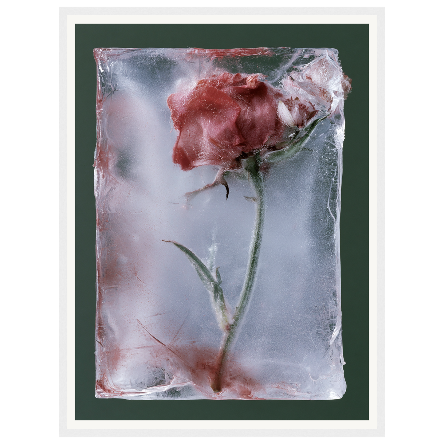 Last Bloom — s1_framed_white