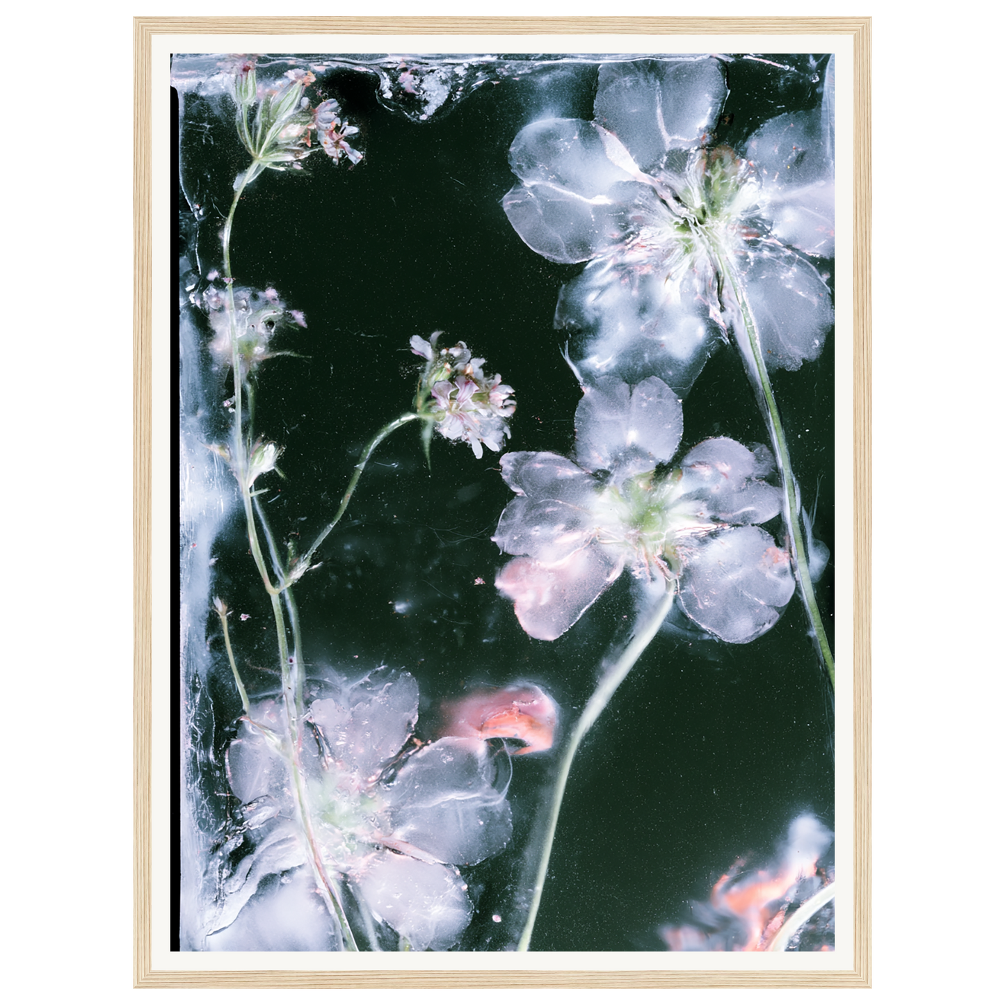 Midnight Bloom — s1_framed_wood