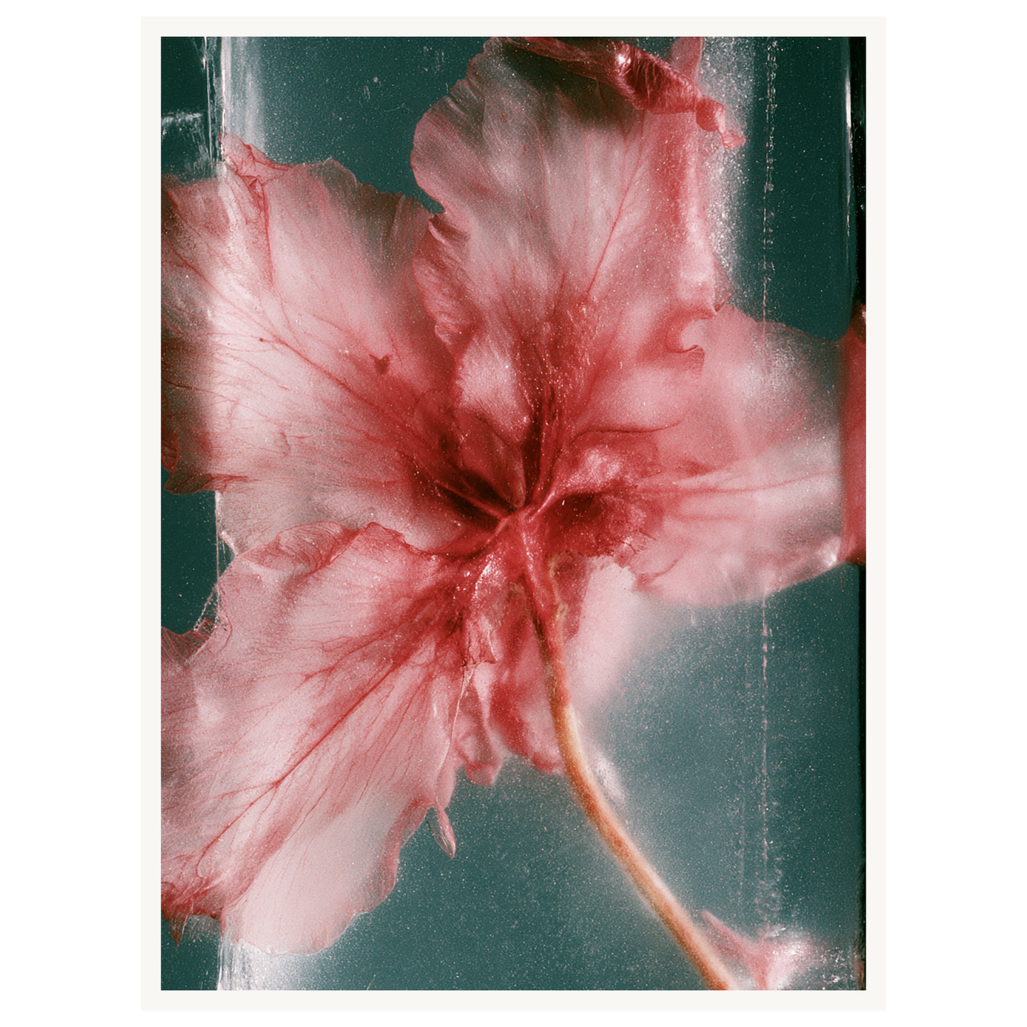 Wild Heart — s1_poster_none