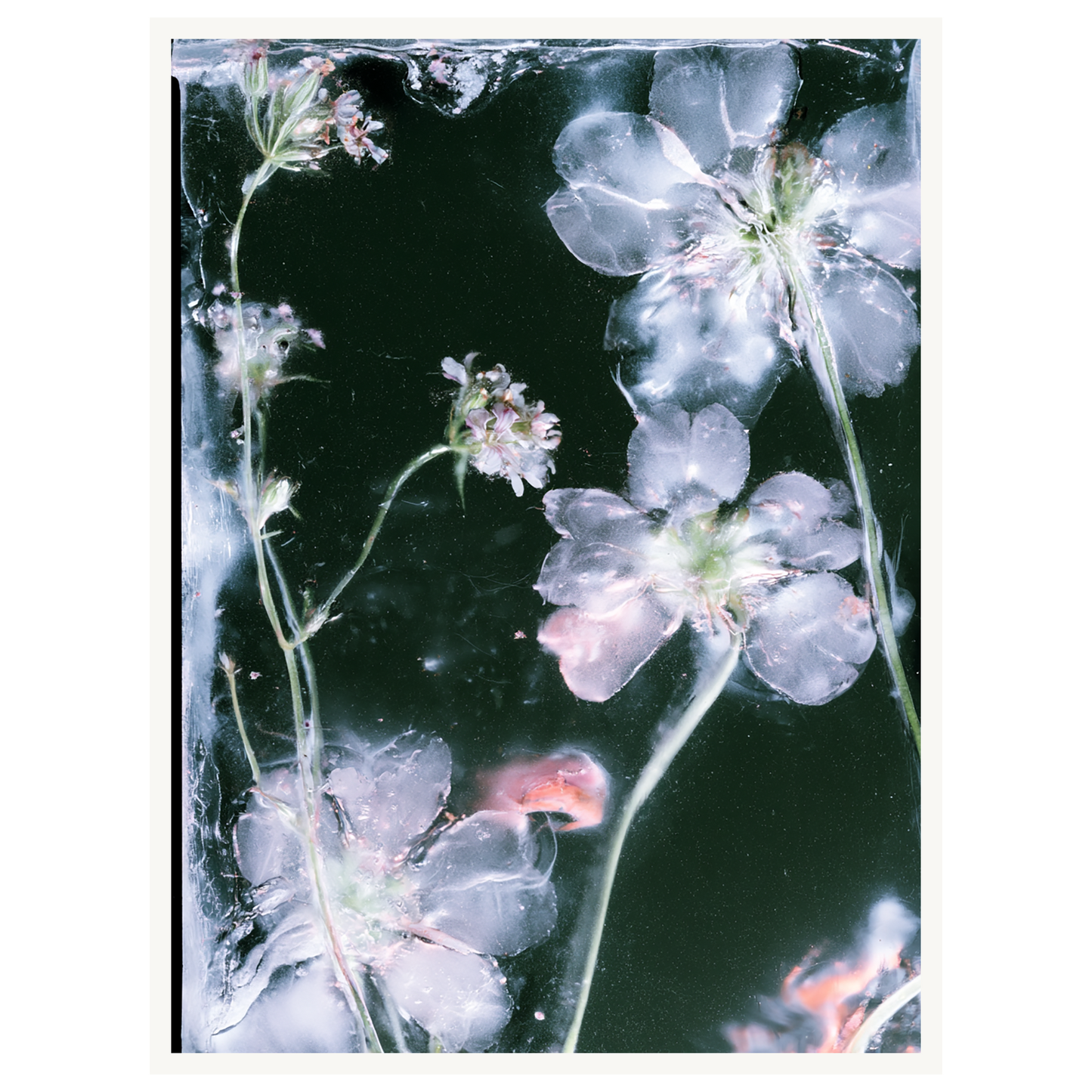 Midnight Bloom — s1_poster_none