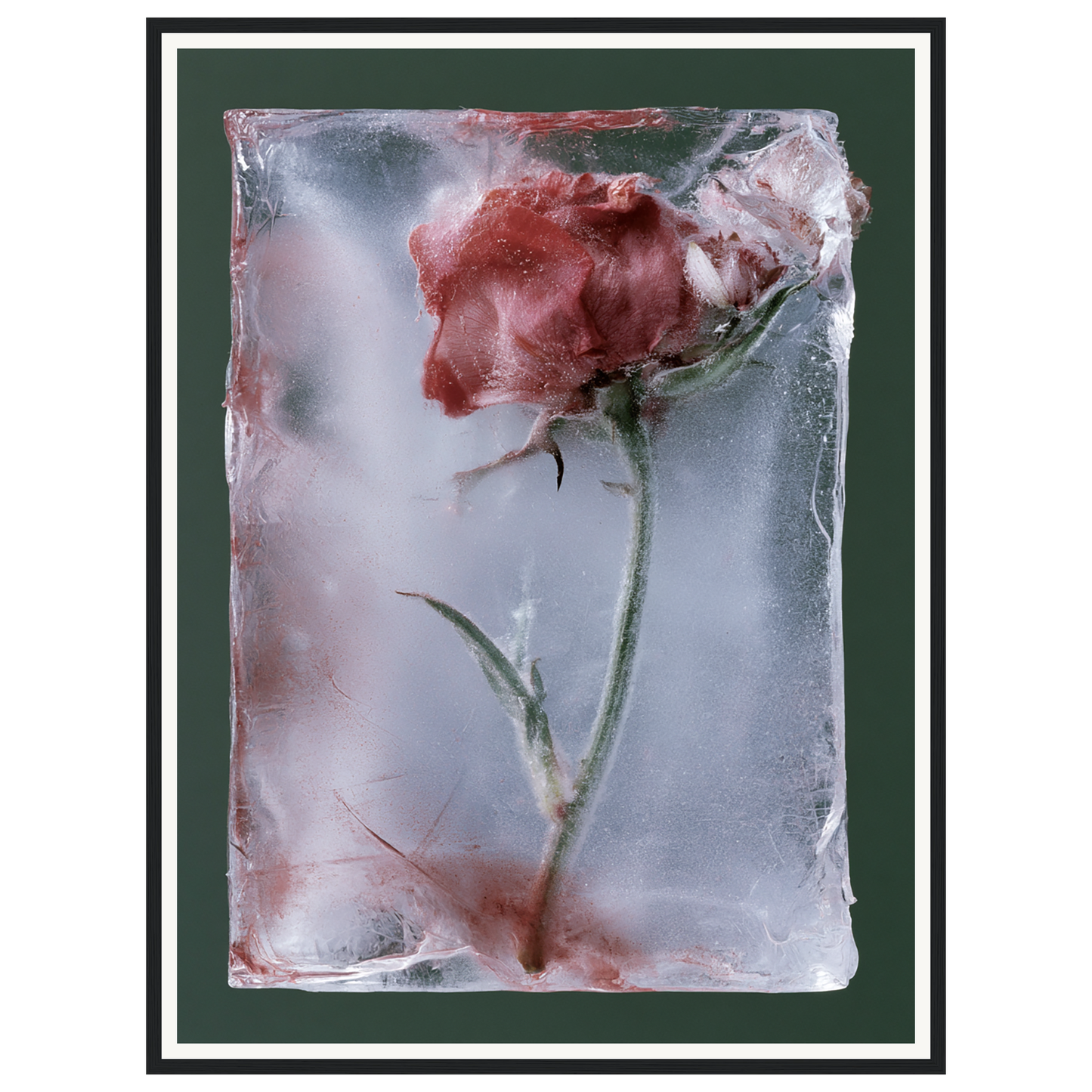 Last Bloom — s2_framed_black