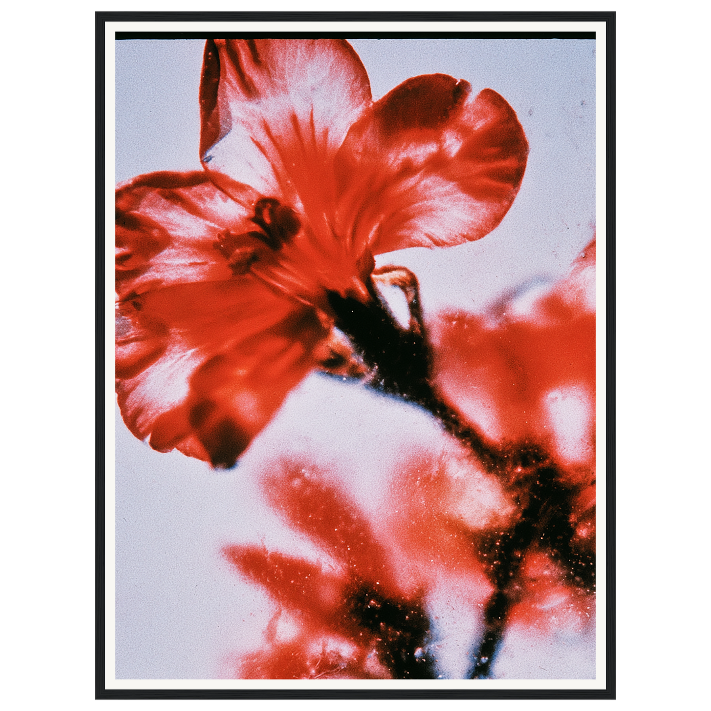Wild Fire — s2_framed_black