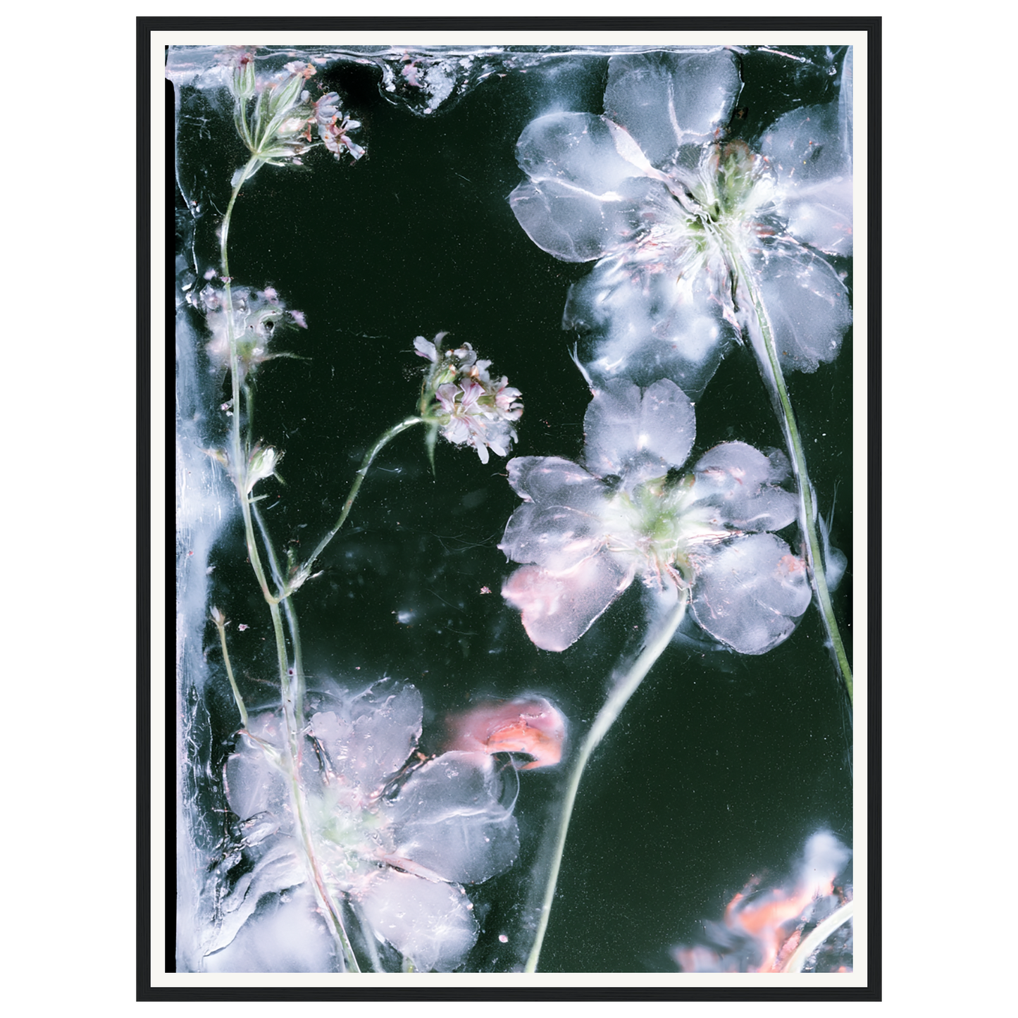 Midnight Bloom — s2_framed_black