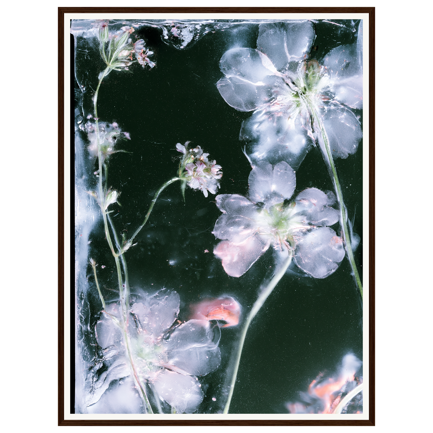 Midnight Bloom — s2_framed_dark_wood