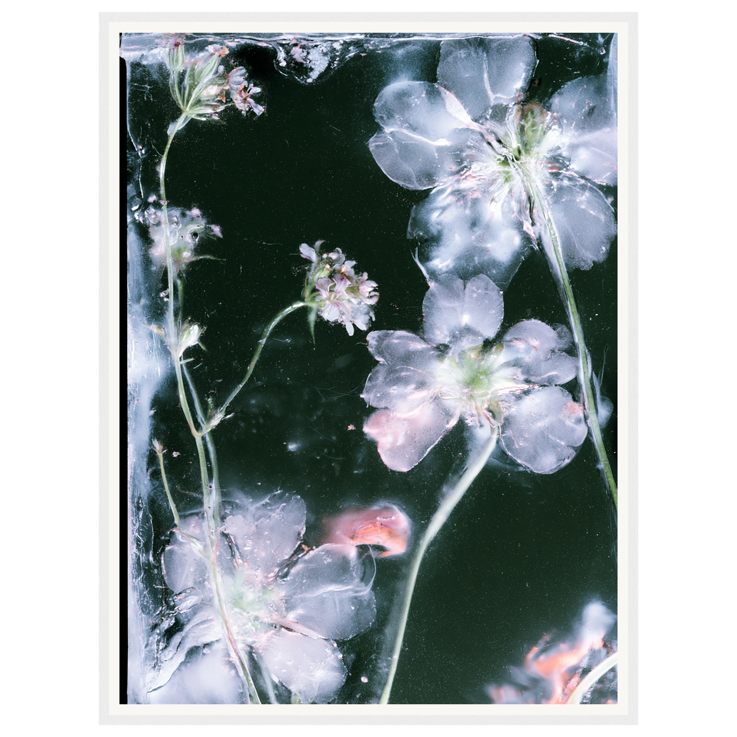 Midnight Bloom — s2_framed_white