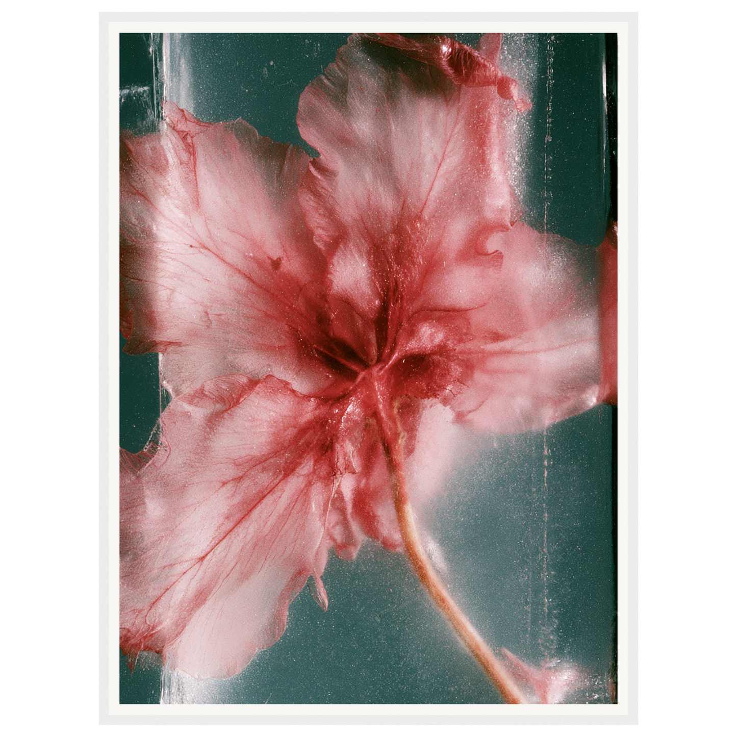 Wild Heart — s2_framed_white