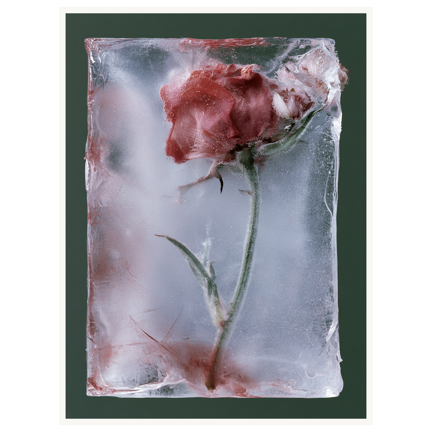 Last Bloom — s2_poster_none