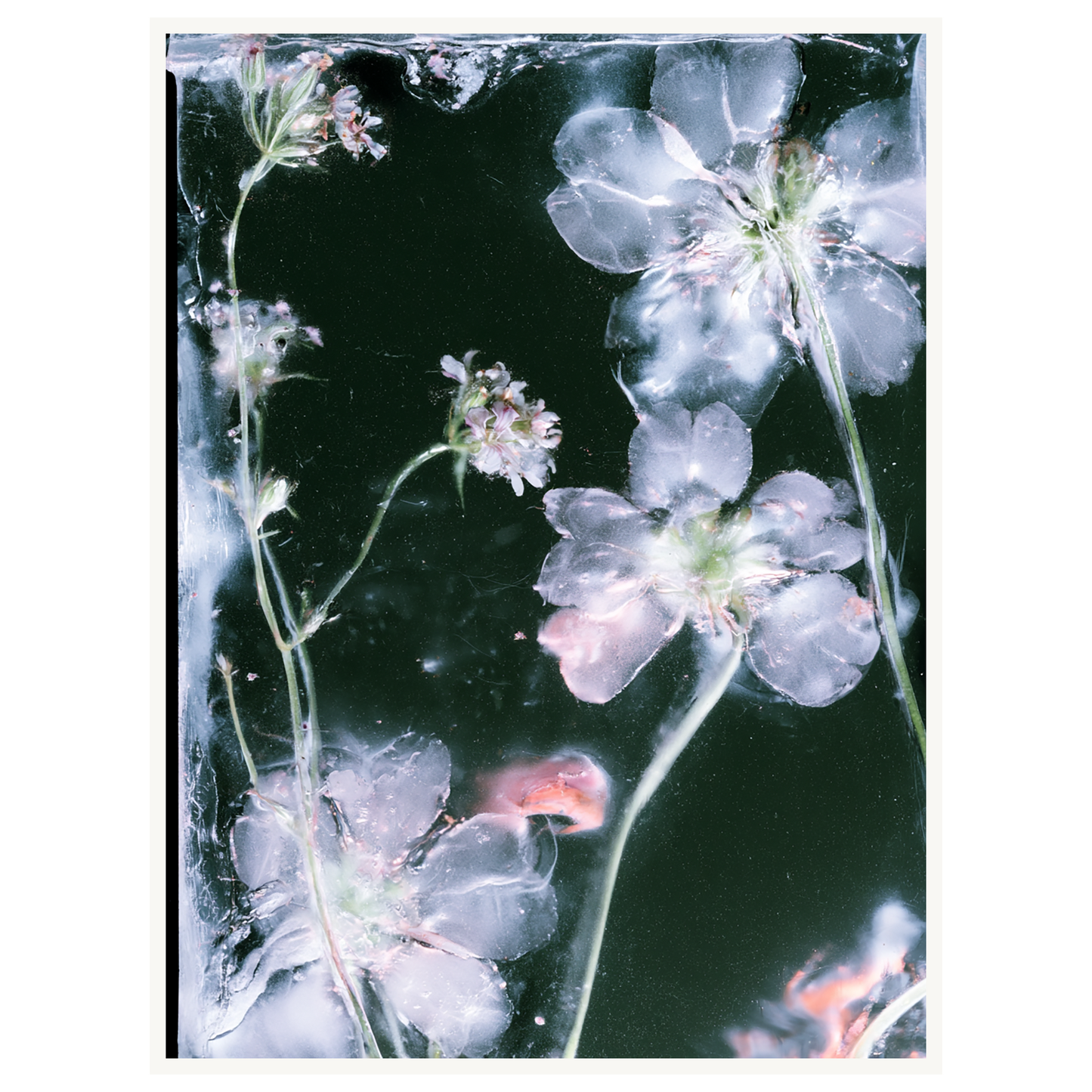 Midnight Bloom — s2_poster_none