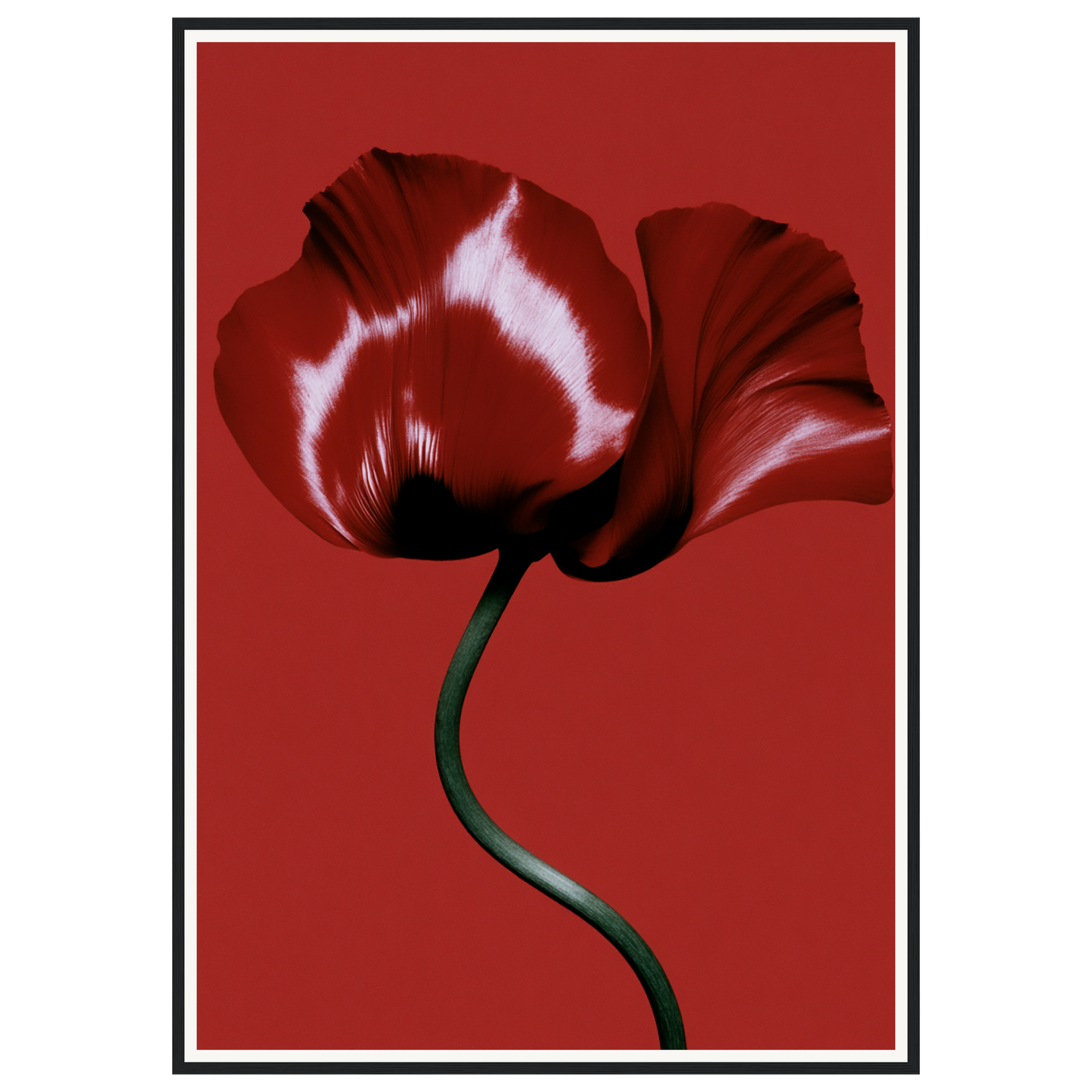Velvet Poppy — s3_framed_black
