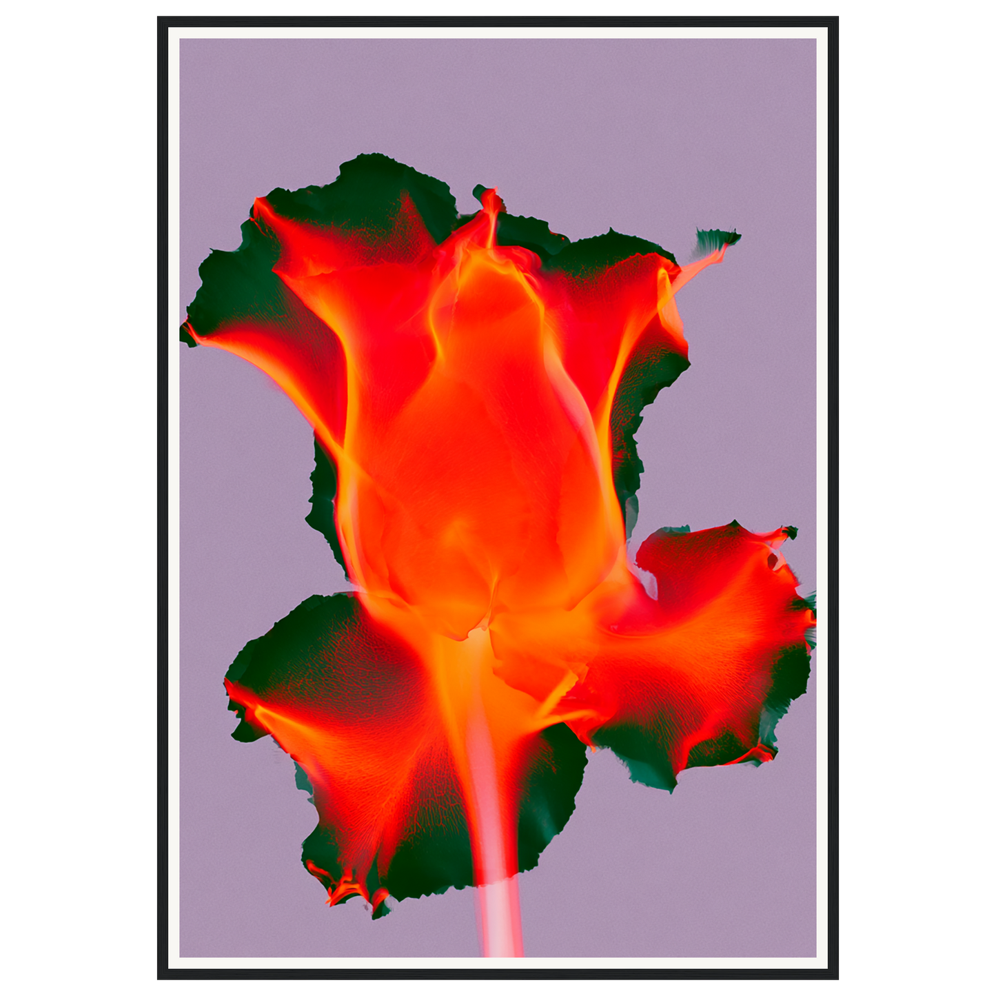 Ruby Glow — s3_framed_black