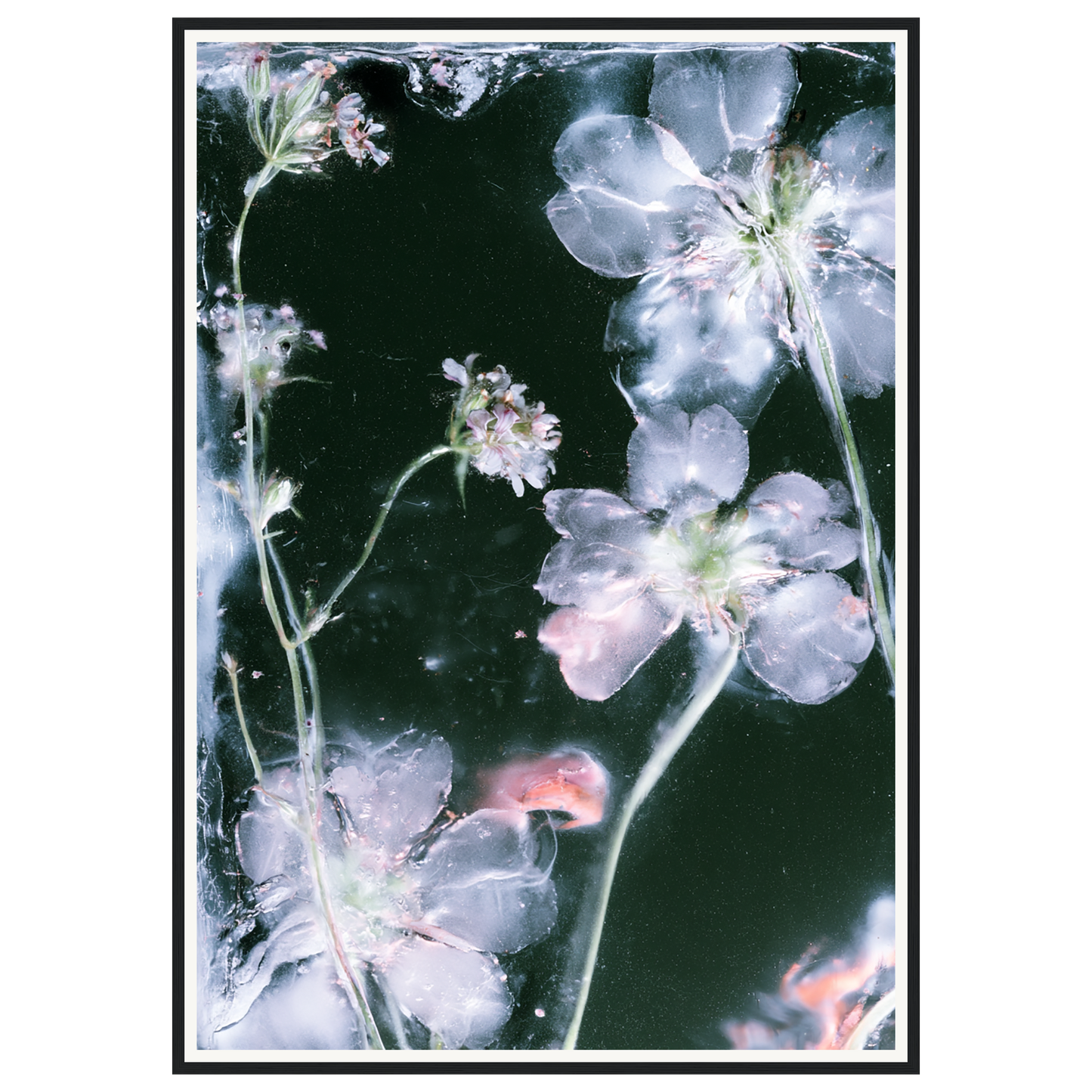 Midnight Bloom — s3_framed_black