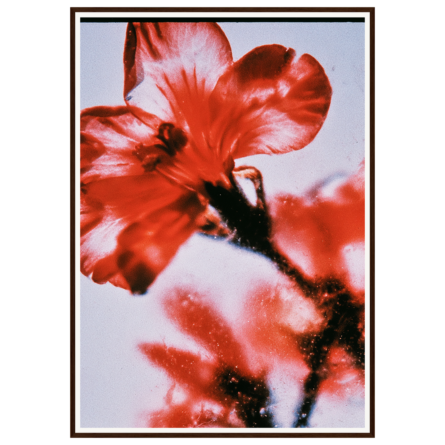 Wild Fire — s3_framed_dark_wood