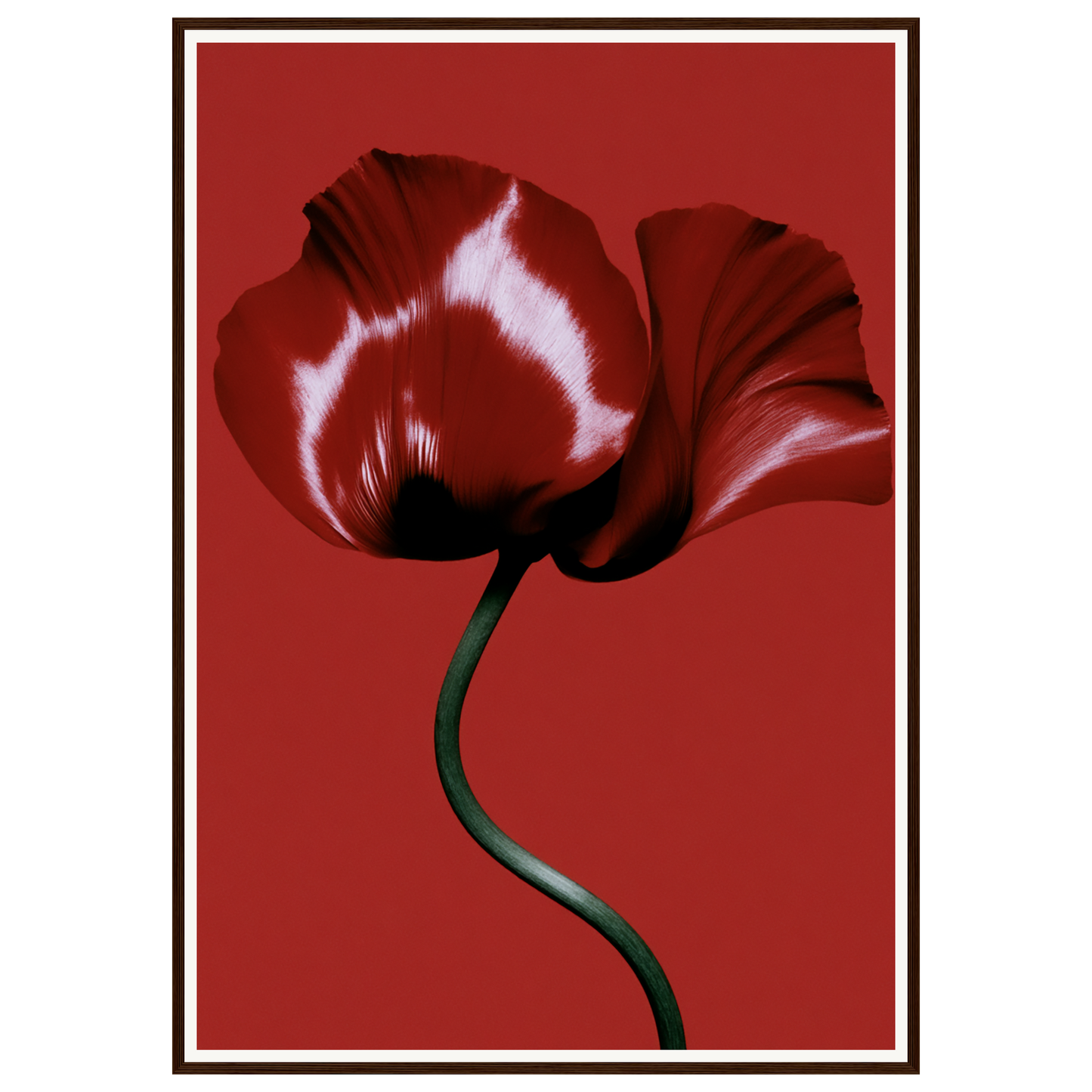 Velvet Poppy — s3_framed_dark_wood