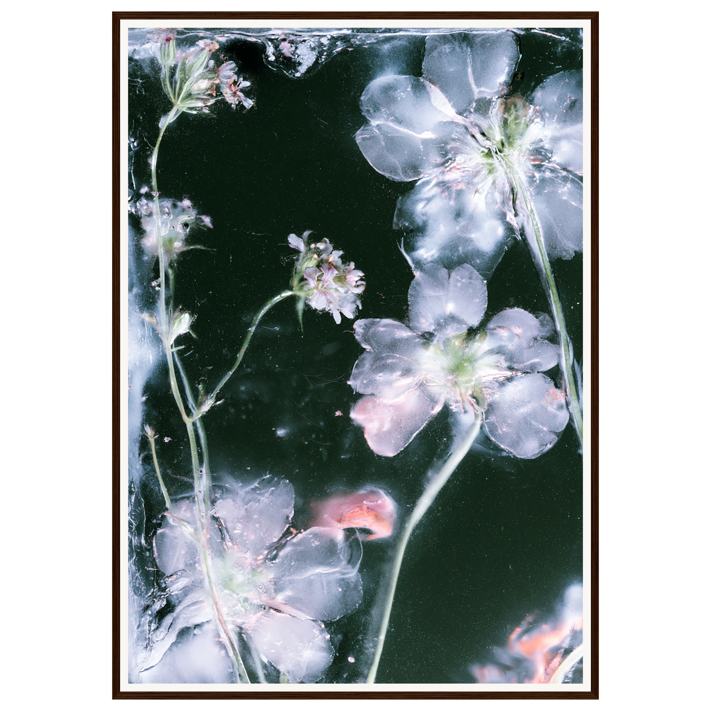Midnight Bloom — s3_framed_dark_wood