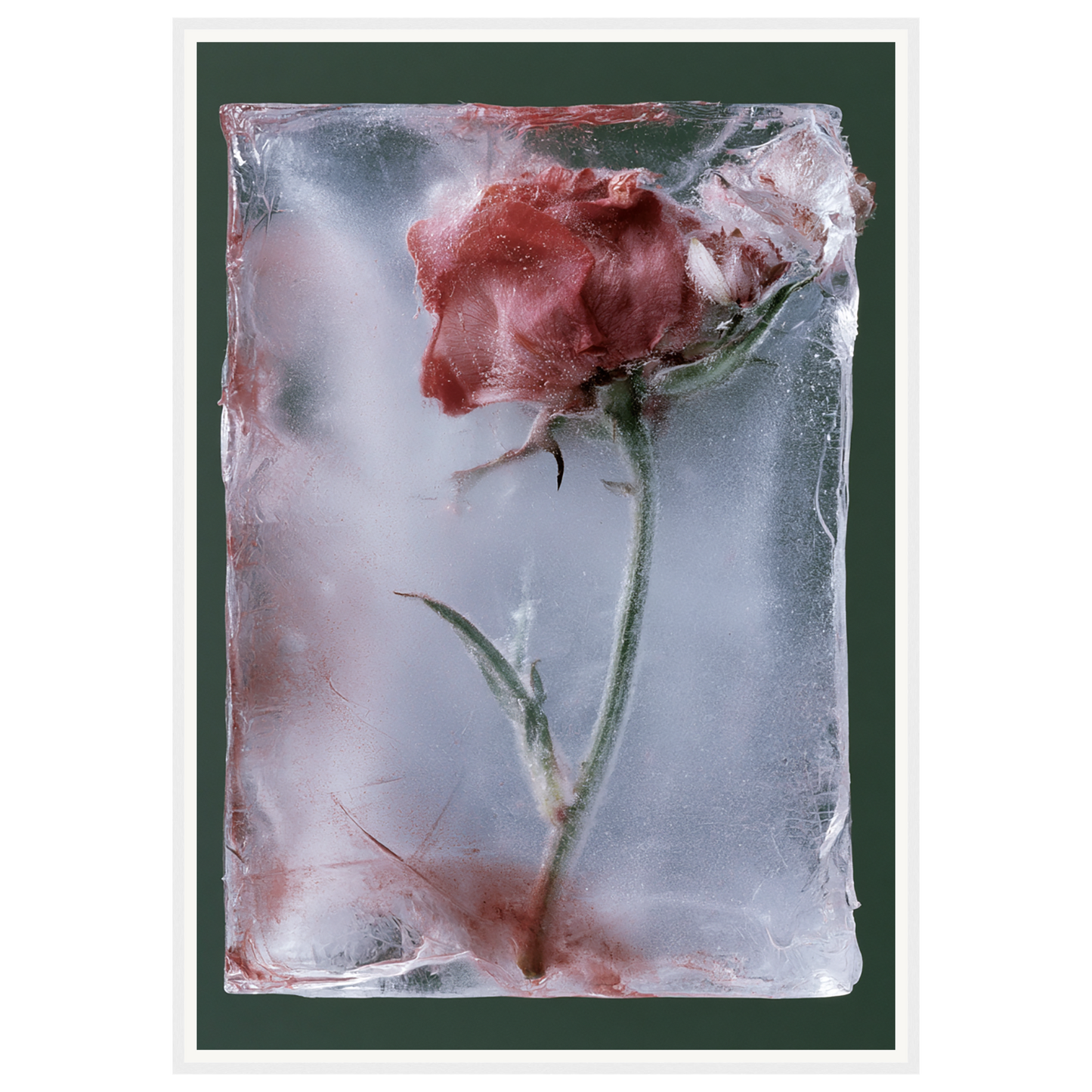 Last Bloom — s3_framed_white