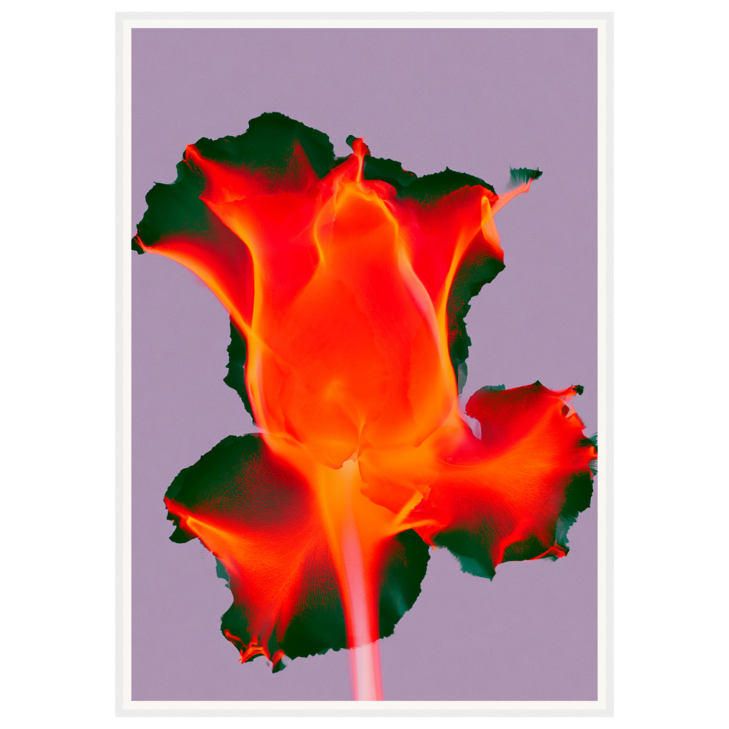 Ruby Glow — s3_framed_white