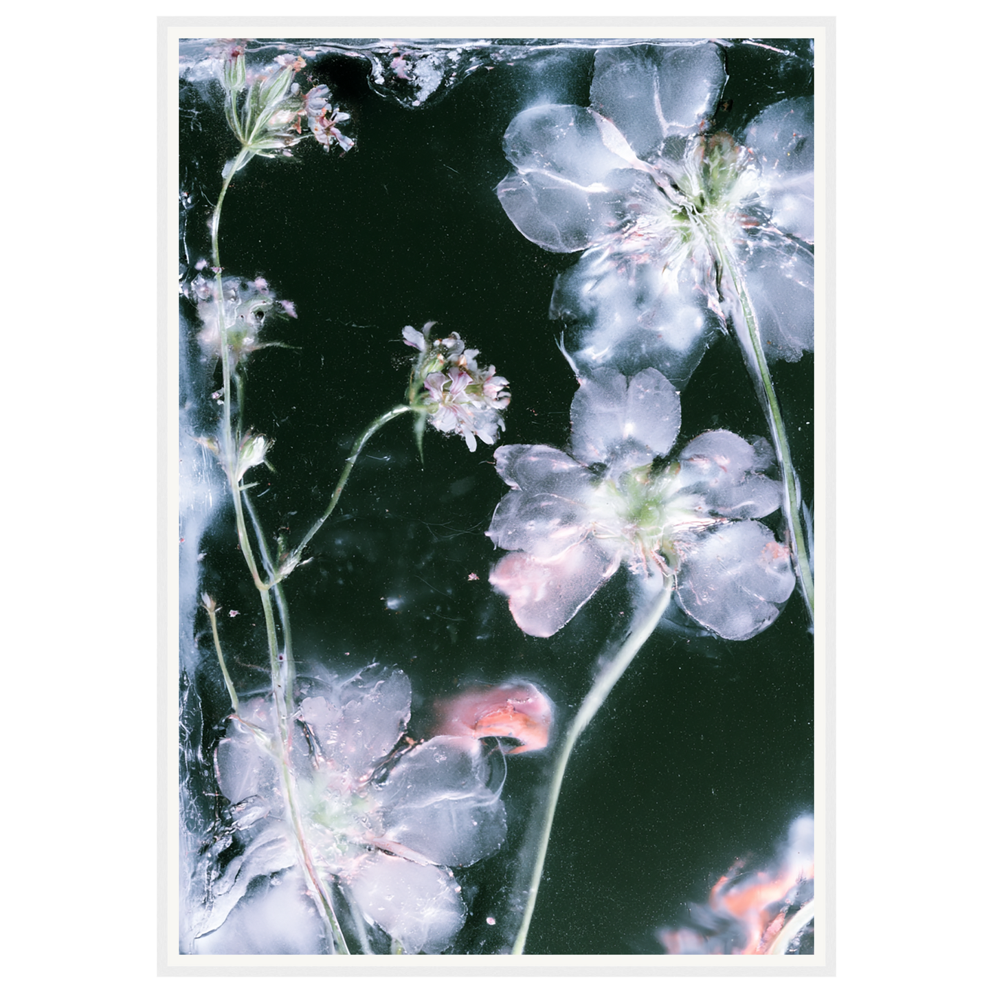 Midnight Bloom — s3_framed_white