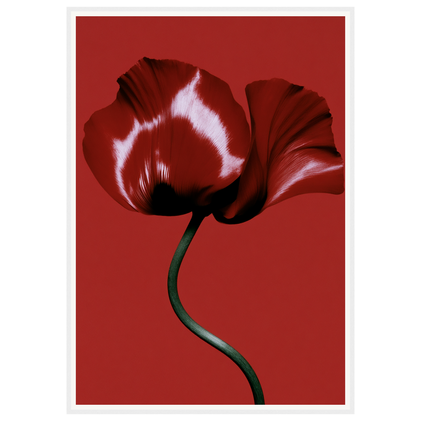 Velvet Poppy — s3_framed_white
