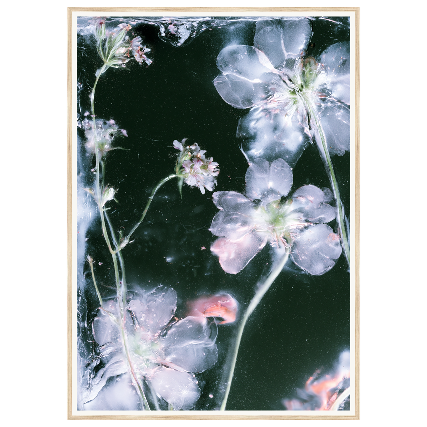 Midnight Bloom — s3_framed_wood
