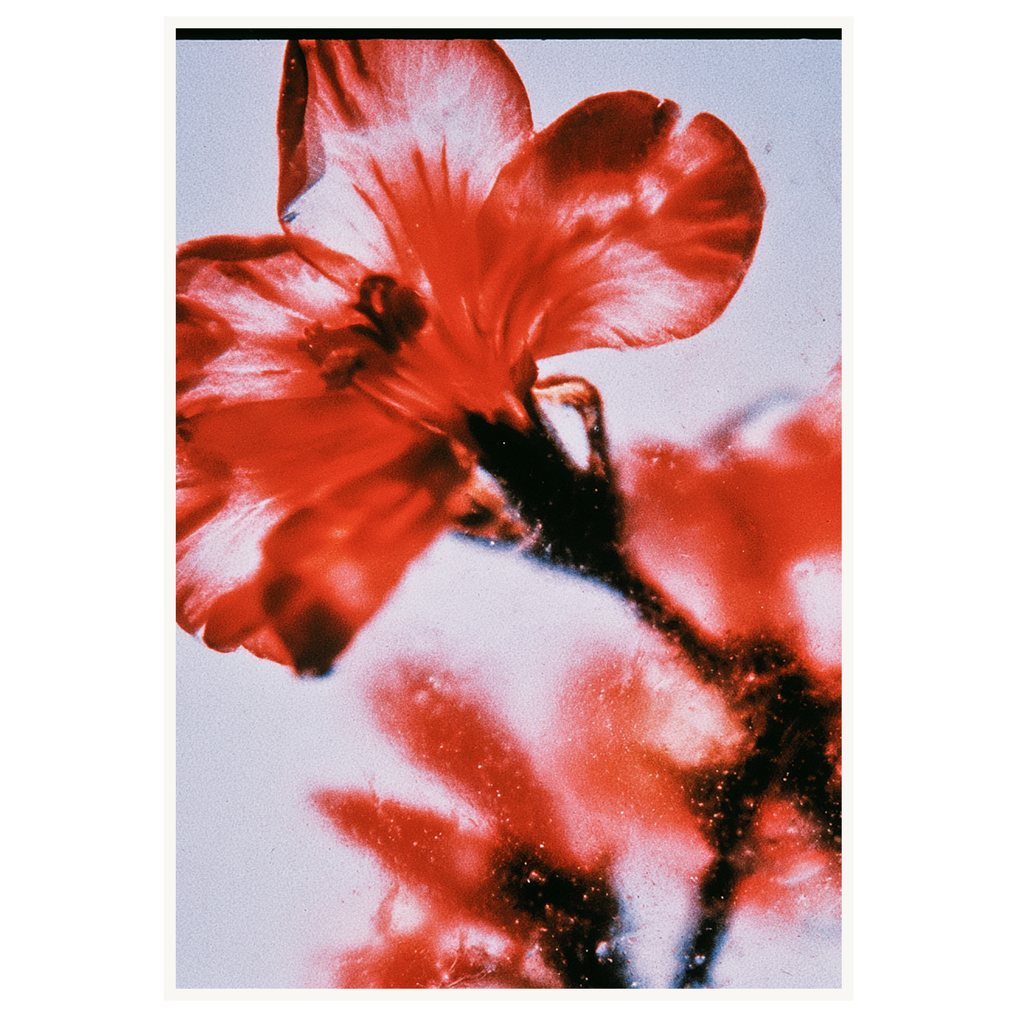 Wild Fire — s3_poster_none