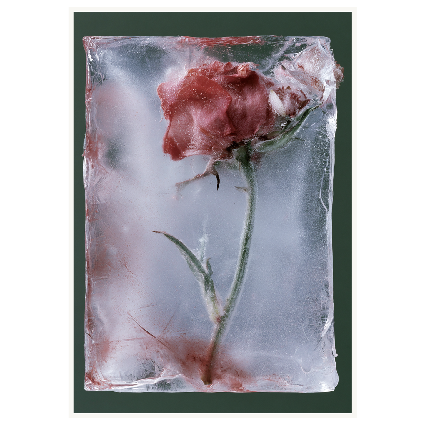 Last Bloom — s3_poster_none