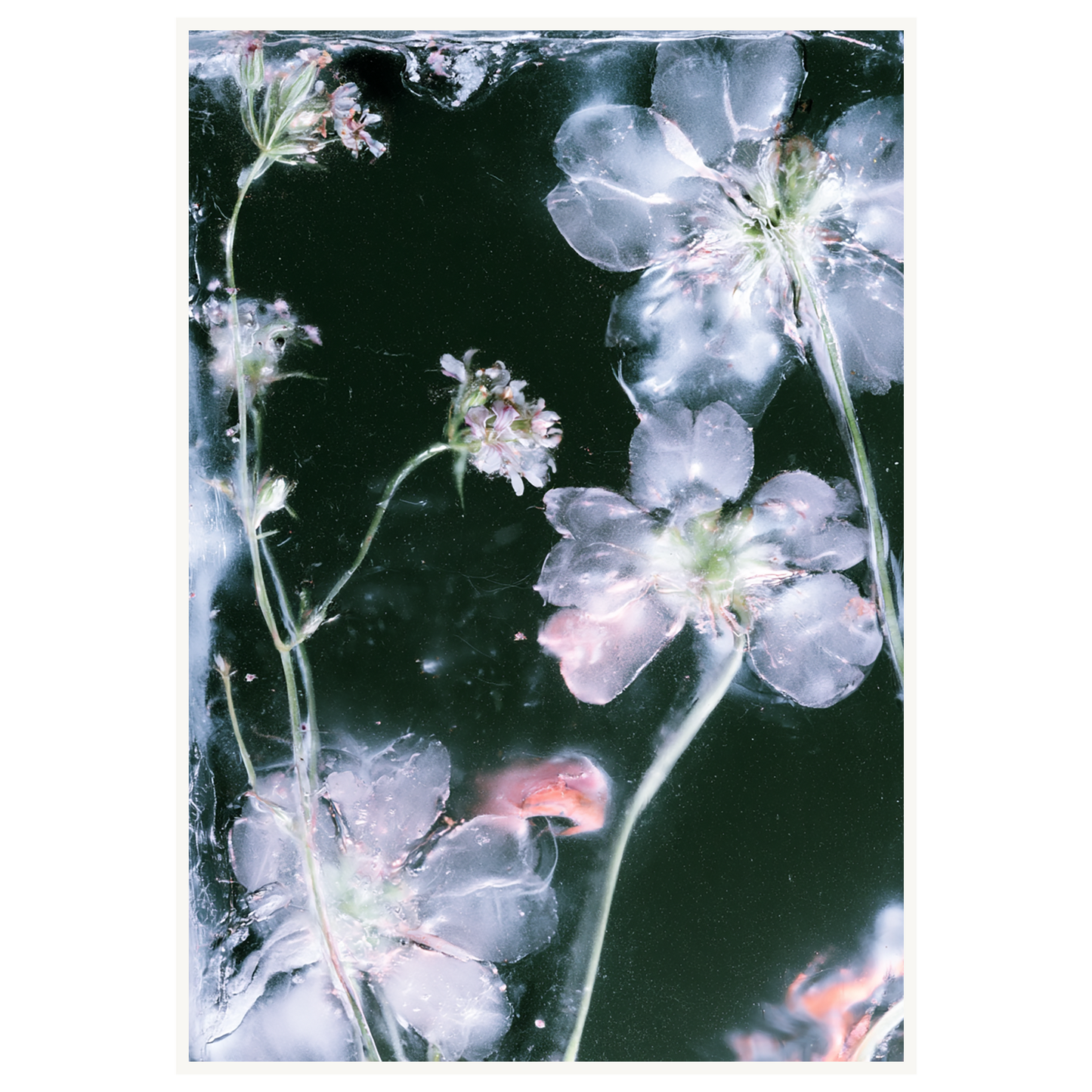 Midnight Bloom — s3_poster_none